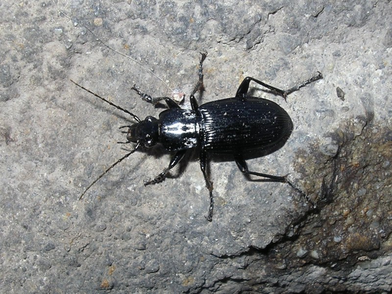 Carabidae da identificare: Pterostichus niger